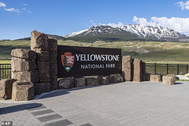 In Yellowstone, there is just on average one grizzly attack a year due to bear-proof garbage bins, wide use of bear spray and other safety measures