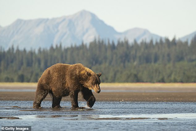 Since being put on the Endangered Species List in 1975 when there were just 700 of them patrolling the lower 48 states, grizzlies have made a comeback