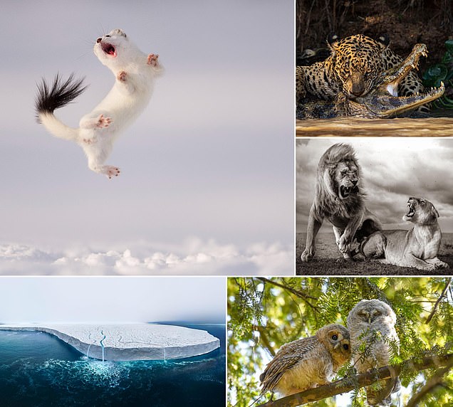 From a 'dancing' stoat to lions mating in a storm: Fourteen breathtaking images from the