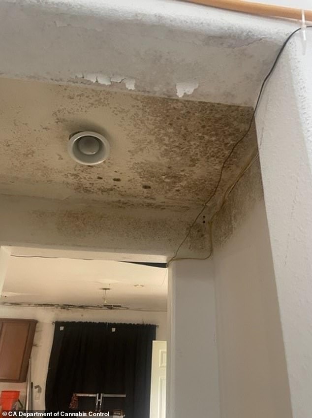 A significant amount of mold was found in each property raided last week