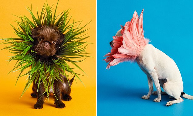 Photographer delights dog lovers by creating bizarre range of custom post-surgery cones in