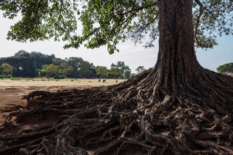 The exposed roots of a large outlying tree once part of the Tenta Cherkos forest (background). The church is located on on a hill top where replanting is occurring on the steep slopes in the behind the wall