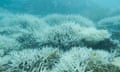 For the reef hottest in at least 400 years story. Bleached coral, Great Barrier Reef, 2024, Attribution &amp; Copyright holder: Ove Hoegh-Guldberg Queensland. Australia