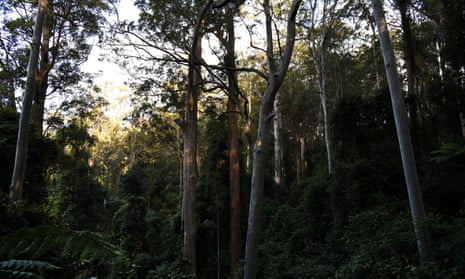 Trees in dense forest