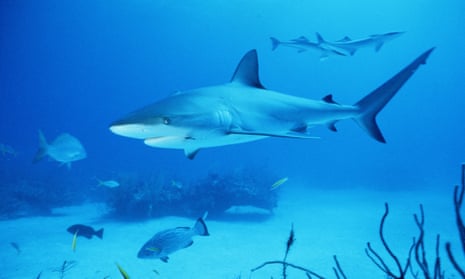 A bull shark