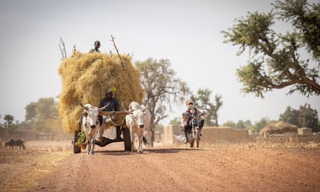 Cattle-drawn haycart