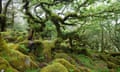 A hillside of lush green woodland with lichens on tree trunks and mossy rocks