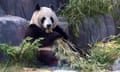 panda sits and eats bamboos