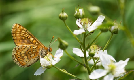 A marsh fritillary at Helman Tor