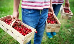 Two people with baskets of ripe cherries in an orchard