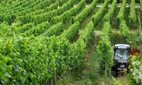 Very green: Tesco says using Piwi grape varieties can lead to an ‘80-90% reduction in the need for vine treatments, significantly lowering tractor usage, CO2 emissions, and soil compacting’.