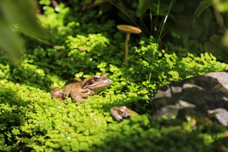 Two frogs in a garden pond enjoying the sunshine on a bed of weed.