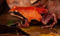 Orange and brown Pugh's mountain frog