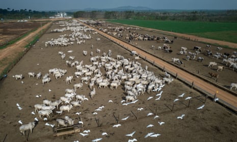 Cattle on a farm in Para state, Brazil.