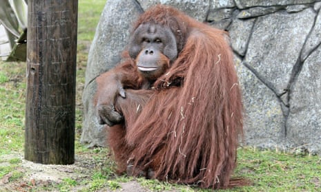 Ramon the orangutan was transferred from Blackpool Zoo to Munster in June 2022.