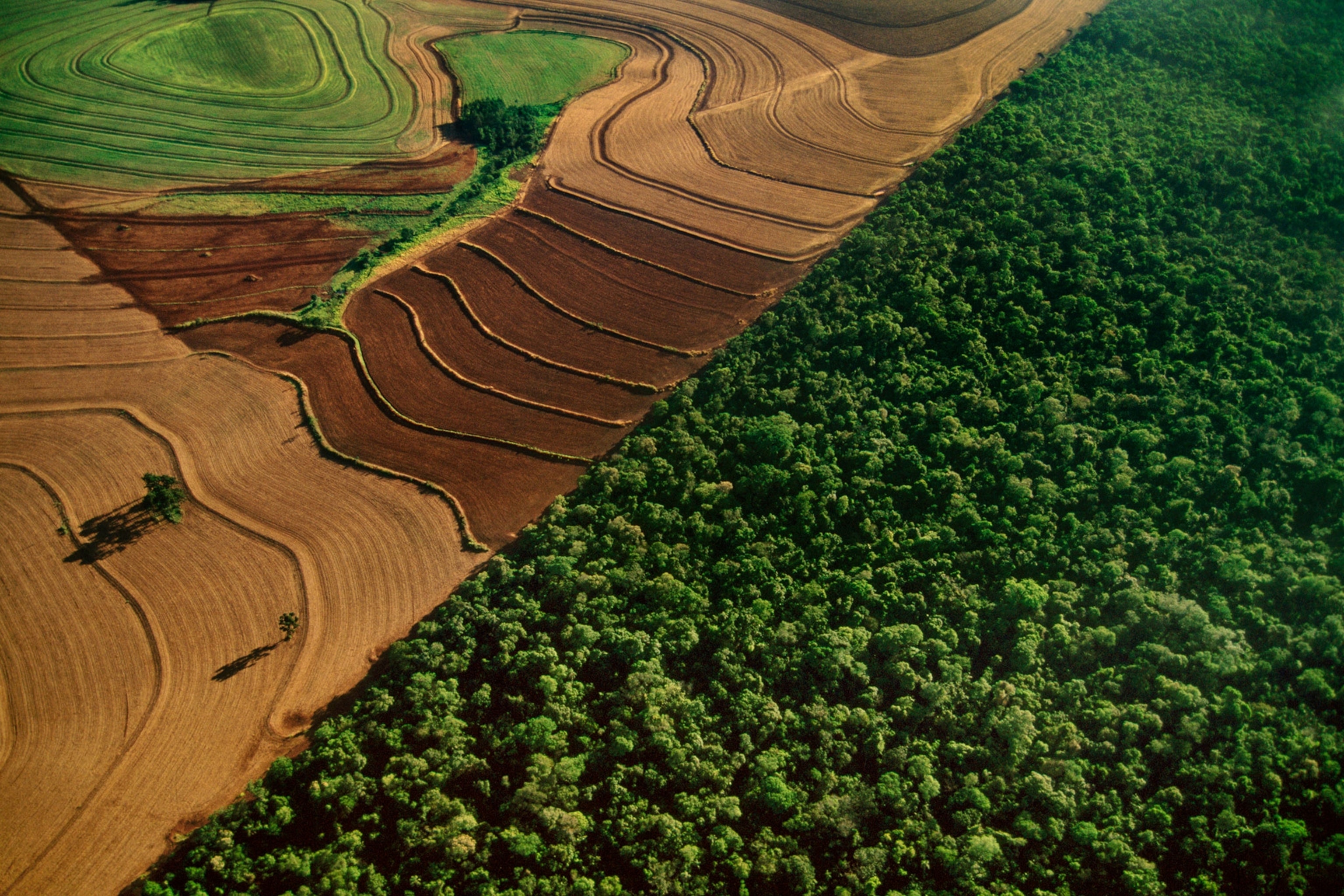 deforestation in brazil