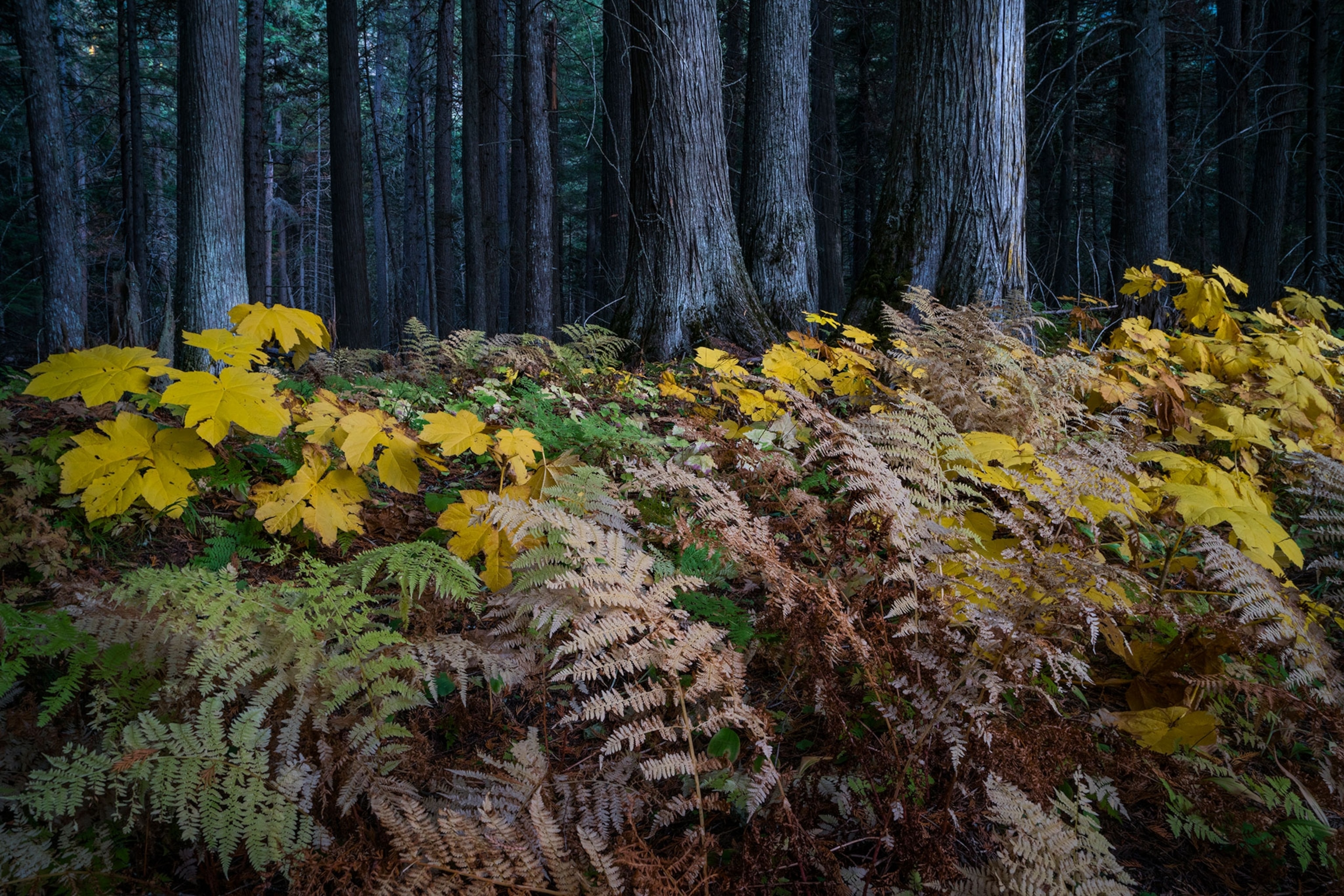 forest habitat effected by spring snowmelt