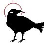 Crow