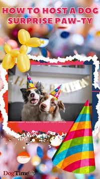 Shhh! It's a surprise...party for your paw-fect canine companion! Learn tips and tricks for throwing a memorable paw-ty for your pooch on DogTime.