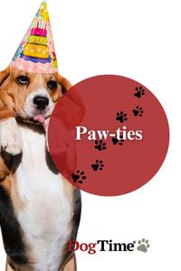 Let's get ready to paw-ty!!!! We think everyday with your pooch is one worth celebrating. That said, we've got all the deets on how to throw paw-fect parties for your furry friend. Learn more at DogTime.com!