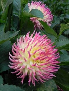 pink and white flower with green leaves in the background