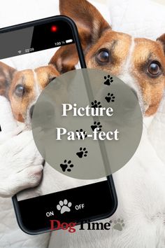 Dog taking a selfie on a dog phone. Overlaid is a grey circle with the words "Picture Paw-fect" Dog Breeds, Pet Advice, Pet Photographer, Say Cheese, Cute Images, Strike A Pose, Dog Photos, Pet Adoption