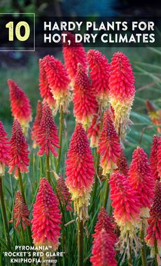 red flowers with yellow tips in the middle and green stems on each side, surrounded by grass