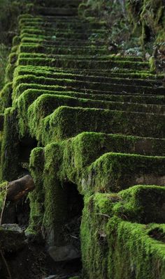 moss covered steps leading up to the forest