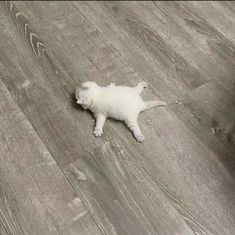 a small white kitten laying on top of a wooden floor