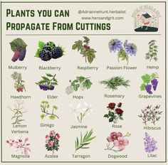 plants you can propagate from cuttings are shown in this poster with the words,