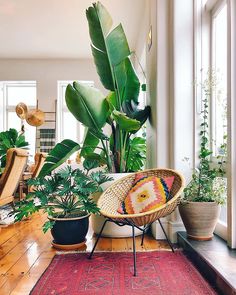 a room filled with lots of potted plants on top of a hard wood floor