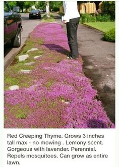 a man standing on the side of a road next to purple flowers