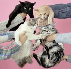 a group of cats sitting on top of each other in front of a pink wall