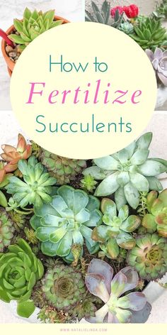 how to fertilize succulents in pots with text overlay