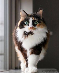 a calico cat with green eyes walking away from the camera