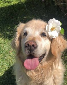 a close up of a dog with a flower on it's head in the grass