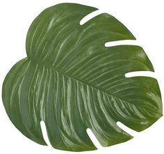 a large green leaf on a white background