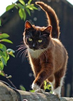 a black and white cat walking on top of a tree branch with green eyes looking at the camera