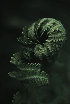 an image of a plant that is in the water