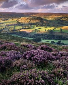 the rolling hills are covered in purple flowers