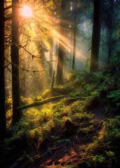 the sun is shining through the trees in the forest