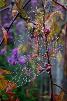 water droplets on the branches of a tree with purple flowers in the backgroud