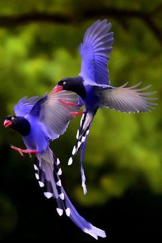 two blue birds are flying in the air