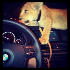 a small lion cub sitting on the dashboard of a car with its paw on the steering wheel