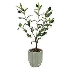 a potted plant with green leaves in it