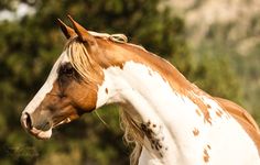 a brown and white horse standing next to trees