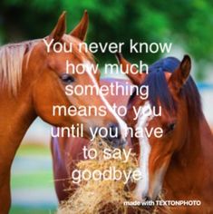 two brown horses standing next to each other on top of a grass covered field with text that reads, you never know how much something means to you