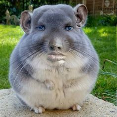 a gray and white animal sitting on top of a cement slab in front of green grass