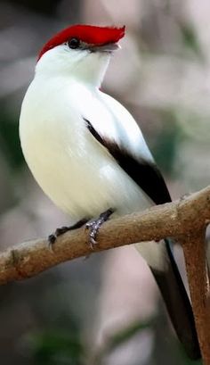 a white and black bird with a red head sitting on a tree branch in the forest