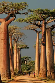 a group of bao trees in the middle of a dirt road with people walking on it